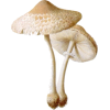 mushroom - Plantas - 