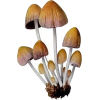 mushroom - 植物 - 