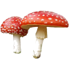 mushrooms - Uncategorized - 