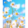 natura - Nature - 