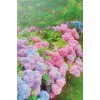 natura - Nature - 