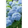natura - Narava - 