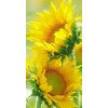 natura - Piante - 