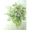 natura - Rastline - 