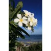 natura plumeria - Narava - 