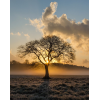 nature, tree - Natura - 