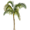 nfyz - 植物 - 