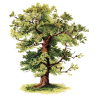 oak illustration - Biljke - 