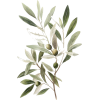 olive - Pflanzen - 