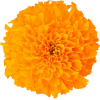 orange flower 2 - 植物 - 