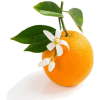 orange - Obst - 