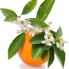 orange blossom - Owoce - 