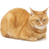 orange cat - Životinje - 
