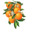 oranges - Obst - 
