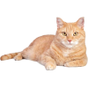 orange tabby cat - Животные - 