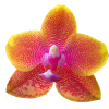 orchid - Plants - 