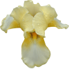 orchid - Biljke - 