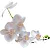 orchid - 植物 - 