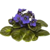 flower ljubicica - Plantas - 