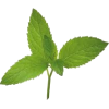 menta - 植物 - 