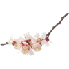 tree flower - Rastline - 