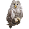 owl - Životinje - 