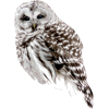 owl - Životinje - 