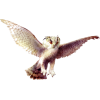owl - 動物 - 