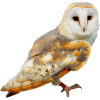 owl - Zwierzęta - 