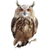 owl - Životinje - 