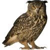 owl - Items - 