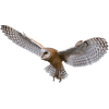 owl in flight - Животные - 