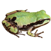 pacific tree frog - Zwierzęta - 