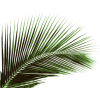 palm - Растения - 