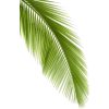 palm - Biljke - 