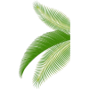 palm - 植物 - 