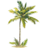 palm - Pflanzen - 