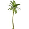 palm - Rastline - 
