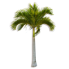 Palm Green Plants - Plantas - 