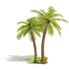 Palm - Pflanzen - 