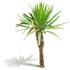 Palm - Rośliny - 