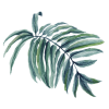 palm - Rośliny - 