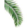 palm leaf - Natural - 