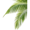 palm leaves - Natural - 