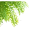 palm leaves - Природа - 