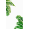 palm tree - Fondo - 