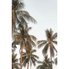 palm trees - Tła - 