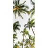 palm trees - Background - 