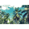 palm trees - Uncategorized - 