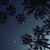 palmtrees and stars - Природа - 